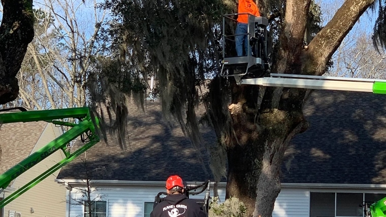 Tree Trimming & Canopy Thinning