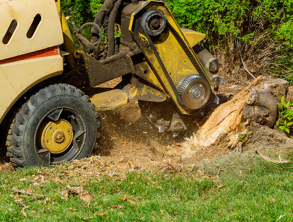 Stump Removal in Mount Pleasant