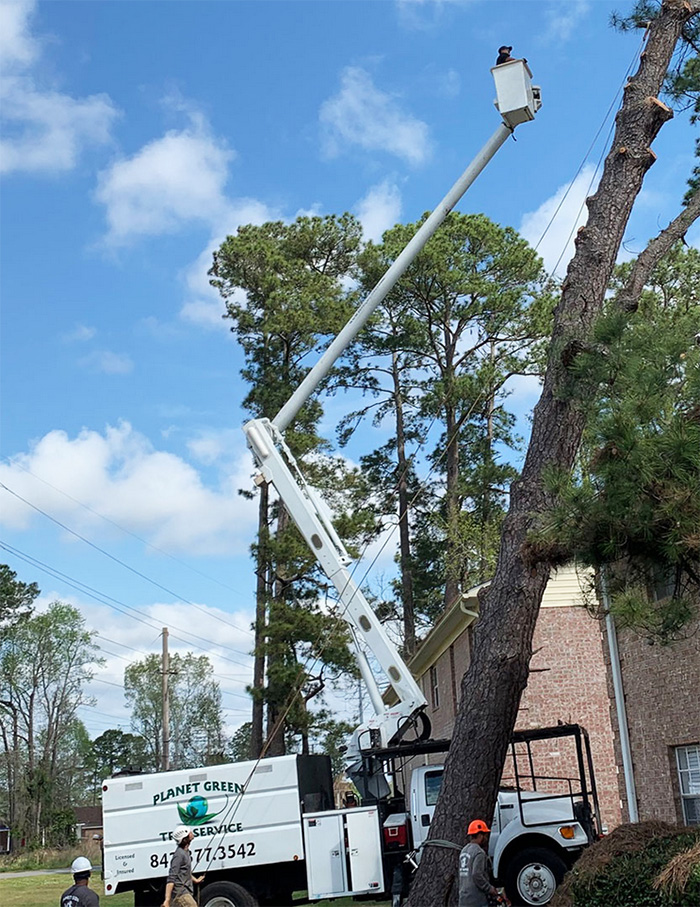 Tree And Stump Removal Isle Of Palms, SC