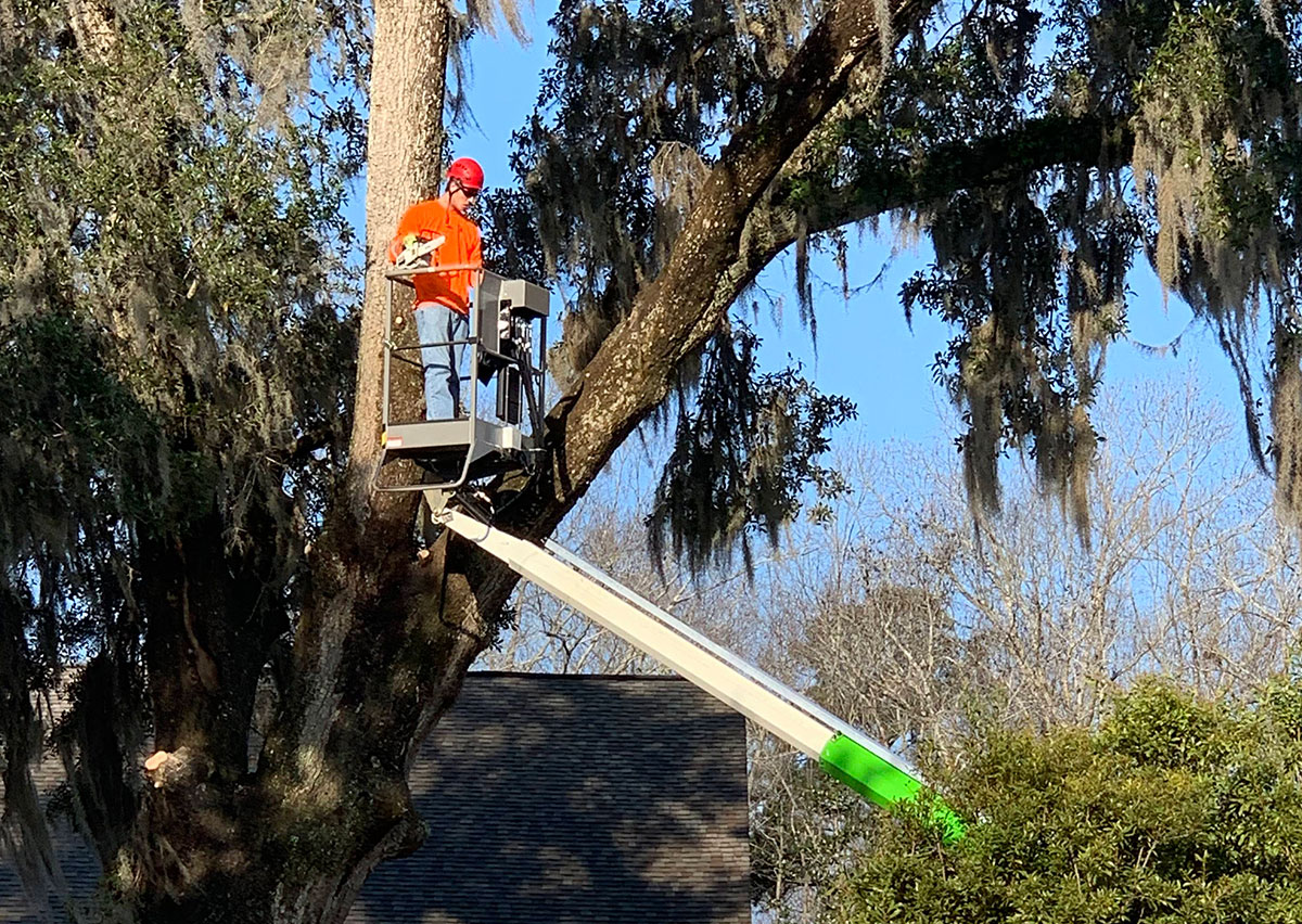  Large Tree Removal Daniel Island, SC